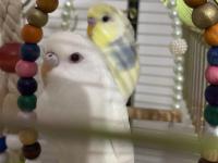 Muhabbet Kuşu Çift