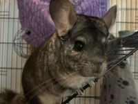 Chinchilla (Çinçila) Dişi Yavru