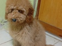Poodle Köpeğimizi Sahiplendiriyoruz (Ücretsiz Değil)