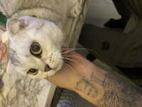 Scottish fold kızıma yeni yuva arıyoruz
