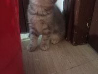 Muhteşem British Prensesler Yuva Arıyor