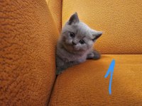 12 Mayıs Doğumlu Üst Kalite British Shorthair Yavruları