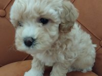 Maltipoo Bebeği Köpekler