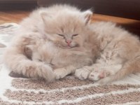 Yumuş İran Kedileri