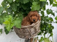 Toy Poodle Yavrumuz