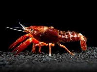 A Kalite Kerevit İstanbul