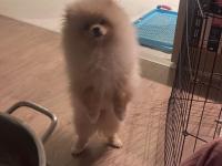 Pomeranian Boo 8 Aylık Erkek