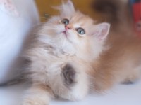 Safkan Şecereli Golden British Longhair Yavrular