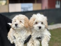 Maltipoo Bebekler