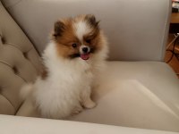 Pomeranian Irk Ve Sağlık Garantili