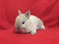 Kapıya Teslim Hollanda Cüce Tavşanlar