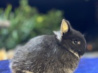 Safkan Evcil Yavru Tavşanlar Her Yere Gönderim