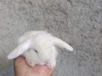 Doğal Ortamda Yetişen Hollanda Lop Tavşanları