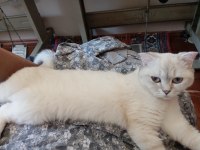 Kedimiz Mila Yuva Arıyor