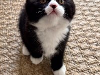17 şubat doğumlu erkek bicolor scottish fold yavru