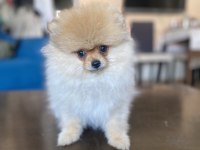 Mini Boy Pomeranian Boo Kızımız