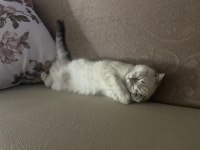 3 Aylık Scottish Fold