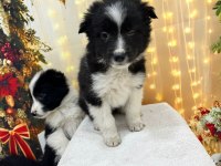 Show Class Border Collie Yavrular