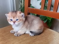 Rezerveye Uygun British Shorthair Golden Ve Blue Yavrular