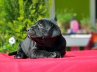 Siyah Labrador Yavru