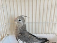 3 Aylık Yavru Sultan Papağanı