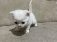 British Longhair Yavrular