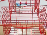 Erkek 3 Aylık Cennet (Sevda) Papağanı