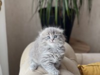 Ayı Surat Scottish Fold Longhair Yavrum