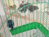 Yavru Ve Yetişkin Çift Muhabbet Kuşlar