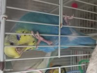 Nadir Irklı Muhabbet Kuşu