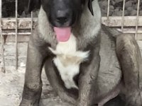 Aşıları Yapılı Köpeklerimizi Sahiplendiriyoruz