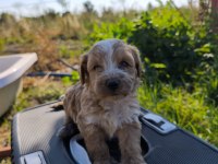 Yeni Yuvaya Hazır 5 Erkek Maltipoo Yavrumuz