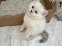 British Longhair-Shorthair Ve Scottish Fold Yavrular