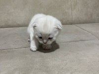 British Longhair Yavrular