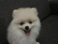 Köpeğimiz hakkında detaylı bilgi için arayınız