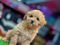 Poodle Yavrusu