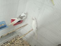 Zincir Desen Heavy Sultan Papağanı