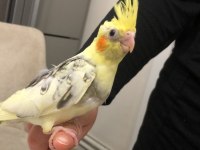 30 günlük yavru sultan papağanlar