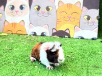 İzmirden Ginepig 1 Aylık