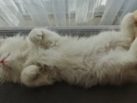 Beyaz British Longhair Kardeşler