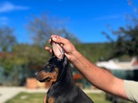 King Doberman Bebekler