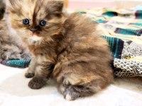 British Shorthair Blue Kedimiz