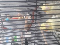 2 Adet Sultan Papağanı