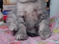 Kısırlaştırma Desteği Karşılığı Ücretsiz Kediler