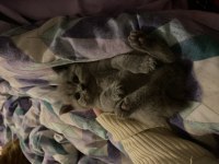 British Shorthair Lilac Yavru