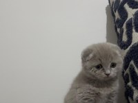 1.5 Aylık Dişi Yavru Scottish Fold