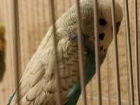 Yavru Muhabbet Kuşu