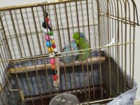 Çift Forpus Papağanı Damızlık