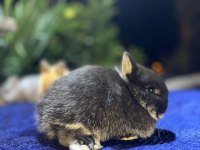 Hollanda Cüce Ve Mini Lop Tavşanı Yavrular Her Yere Gönderim