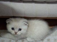 6 Kardeş Kediler Yeni Yuvalarını Arıyor